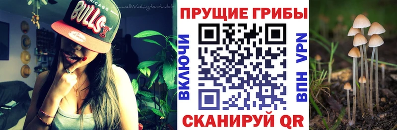 Псилоцибиновые грибы Psilocybine cubensis  купить  цена  Пустошка 